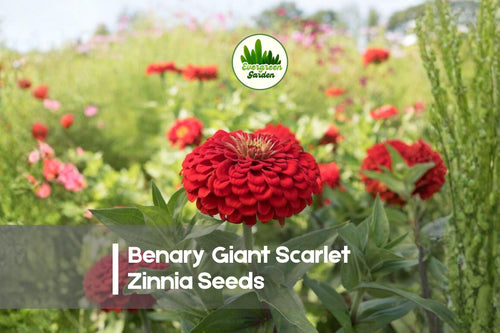 100 Benary Giant Scarlet Zinnia Seeds – Vibrant Scarlet Red, Annual Flower, Zinnia elegans, Pollinator & Cut Flower Garden Seeds