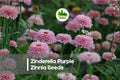 100 Zinderella Purple Zinnia Seeds – Bright Purple Annual Flowers for Gardens, Borders & Cut Flowers, Zinnia elegans