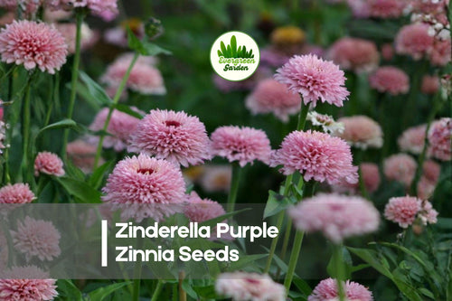 100 Zinderella Purple Zinnia Seeds – Bright Purple Annual Flowers for Gardens, Borders & Cut Flowers, Zinnia elegans