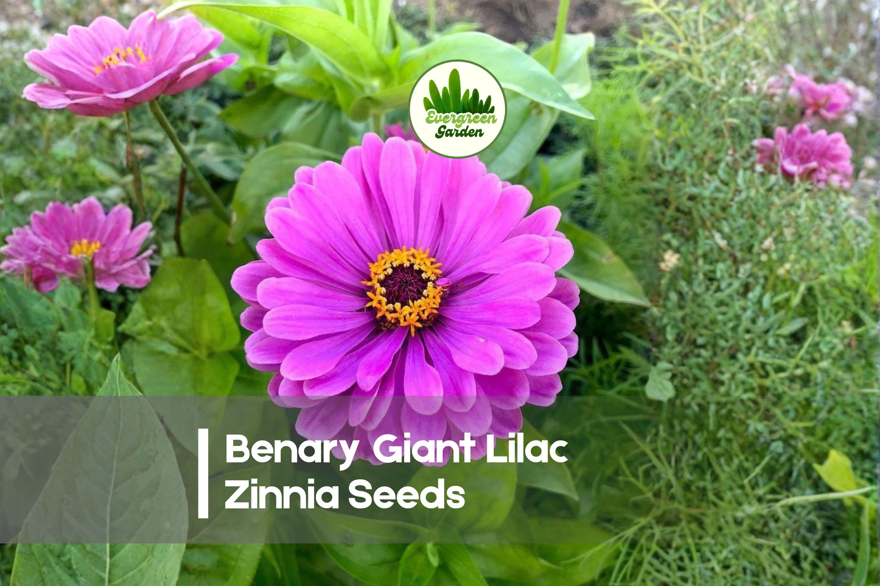 100 Benary Giant Lilac Zinnia Seeds – Large Lilac Purple Flowers, Annual, Zinnia elegans, Pollinator & Cut Flower Garden Seeds