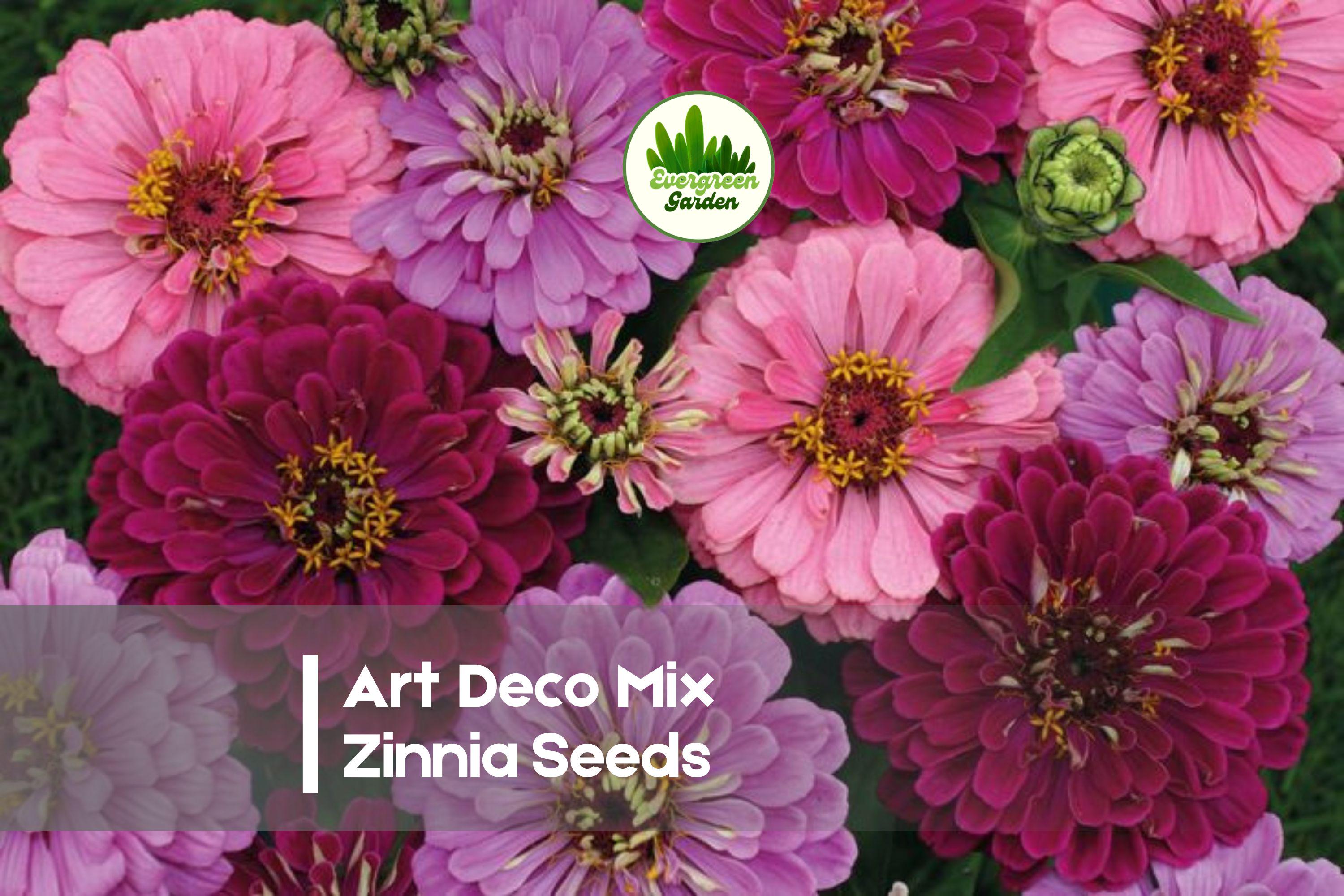 100 Art Deco Mix Zinnia Seeds – Bright Colorful Flowers, Butterfly & Pollinator Friendly, Zinnia elegans, Summer Bloom, Garden & Cut Flowers
