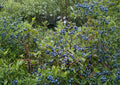 Northern Highbush Blueberry Seeds – Edible Garden Shrub, Vaccinium corymbosum, 200 Seeds for Berry Patch & Landscaping
