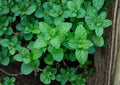 Mentha Piperita Peppermint Seeds 3000 Non-GMO Heirloom Perennial Herb for Tea, Culinary, Aromatic Gardens