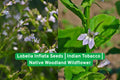 Lobelia Inflata Seeds | Native Woodland Wildflower | Indian Tobacco | Pollinator-Friendly Annual Plant