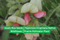 Goats Rue Seeds | Native Wildflower Perennial | Tephrosia virginiana | Prairie Pollinator Plant for Bees & Butterflies