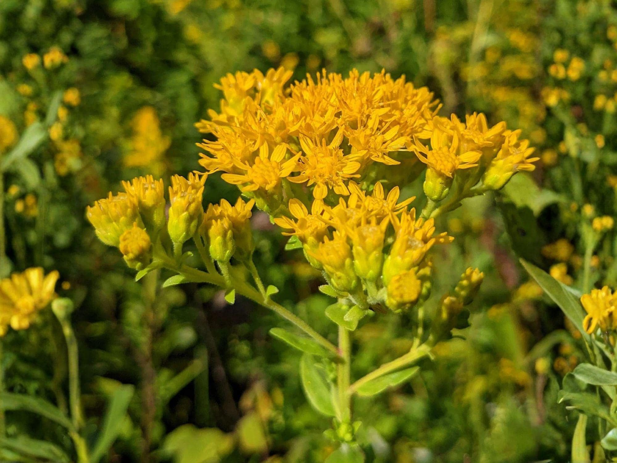 Stiff Goldenrod Seeds – Heirloom Non-GMO Native Wildflower Planting – Oligoneuron rigidum, Bright Golden Blooms