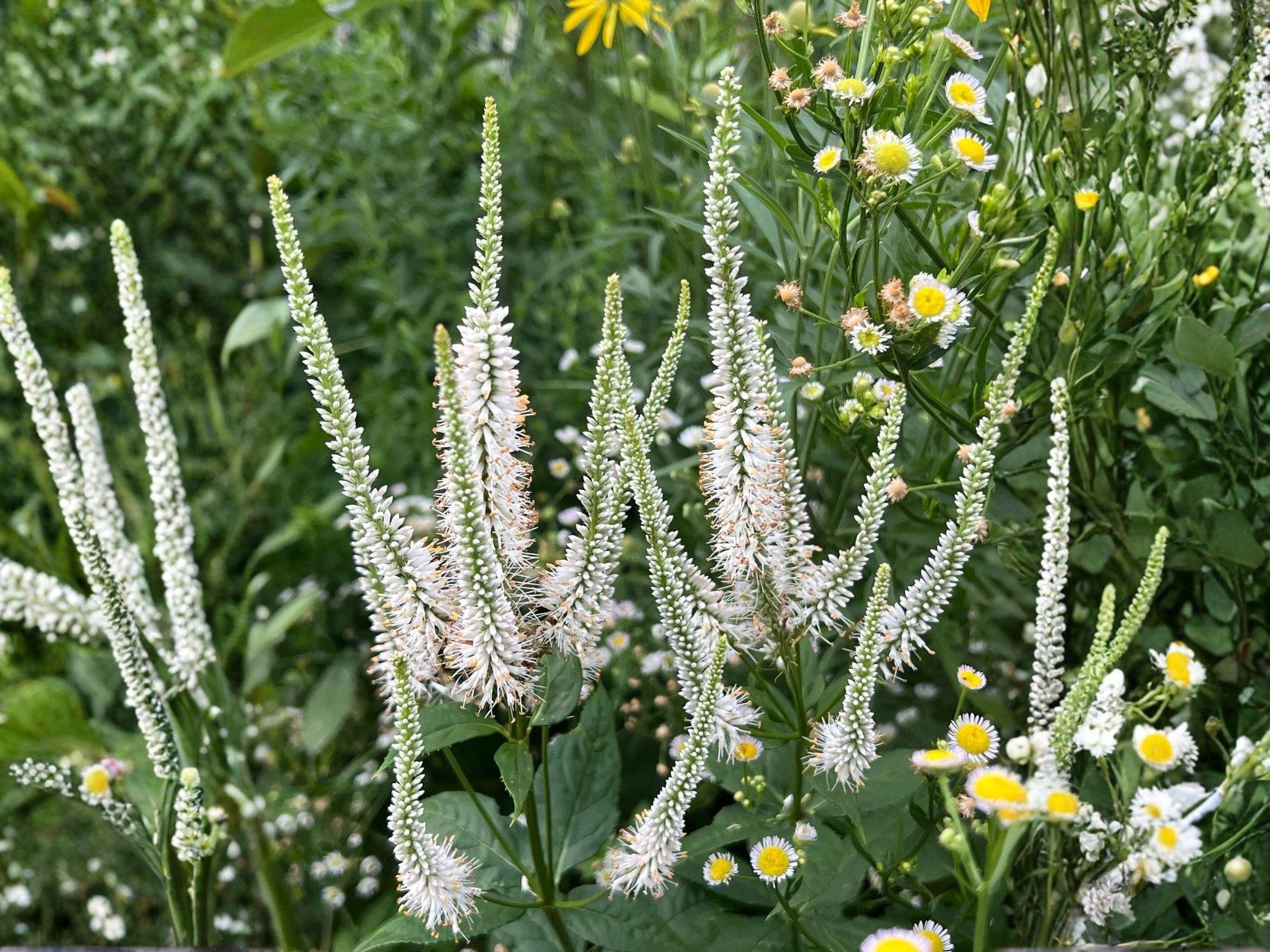 Culver’s Root Seeds – Heirloom Non-GMO Native Wildflower Seeds – Veronicastrum virginicum, 2500 Seeds