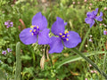 Western Spiderwort Seeds – Heirloom Non-GMO Native Wildflower Planting – Tradescantia occidentalis for Prairie, Wildflower & Native Gardens