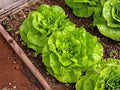 Buttercrunch Lettuce Seeds, Butterhead Variety, Compact Leafy Vegetable, Lactuca sativa, 1000 Seeds for Garden & Container Planting