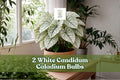 White Candidum Caladium Bulbs – Tropical Foliage Plant with Green & White Variegation, Caladium bicolor