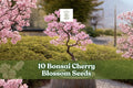 Cherry Blossom Seeds – Prunus spp. Flowering Tree for Bonsai & Garden, Pink Blooms, 10 Seeds
