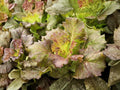 Bronze Mignonette Lettuce Seeds – Butterhead, Compact, Reddish Bronze Leaves, Lactuca sativa, 1000 Seeds