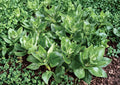 New Zealand Spinach Seeds – 100 Heirloom Heat Tolerant Summer Greens, Spinacia oleracea