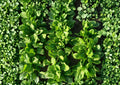 Viroflay Spinach Seeds – Heirloom Leafy Greens for Spring and Fall Gardens, Fast-Growing, Cool Season, Edible Greens, French Spinach Seeds
