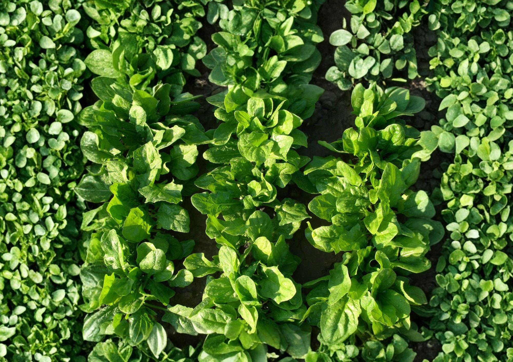 Viroflay Spinach Seeds – Heirloom Leafy Greens for Spring and Fall Gardens, Fast-Growing, Cool Season, Edible Greens, French Spinach Seeds