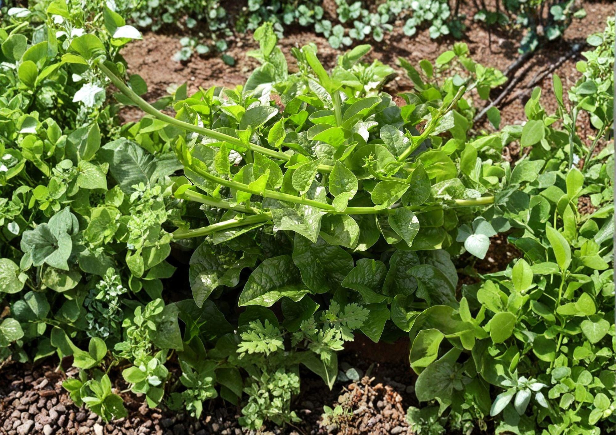 Malabar Spinach Seeds – Heirloom Climbing Vegetable, Heat Tolerant Summer Crop, Green Vines Supreme, 50 Seeds