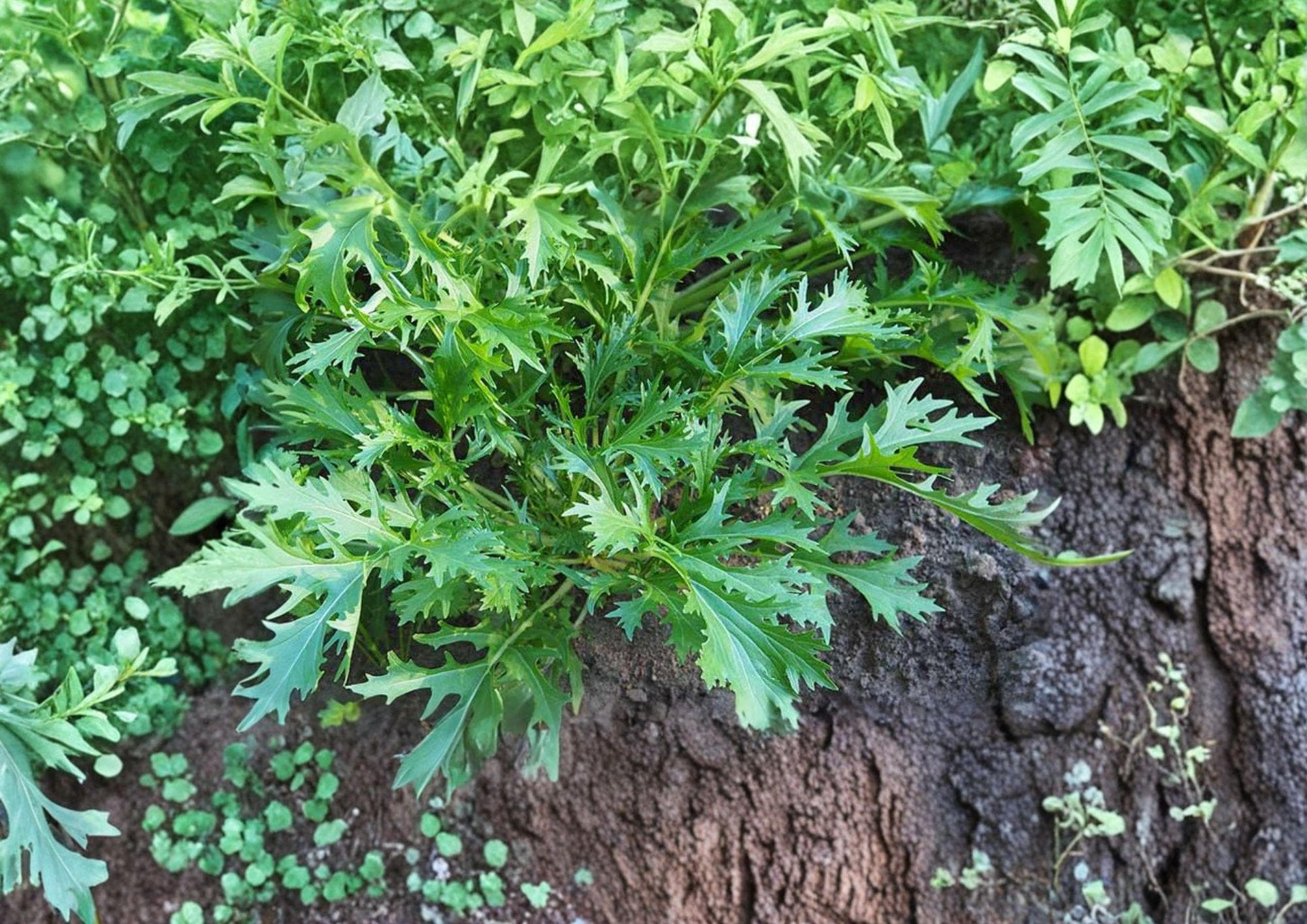 Mizuna Early Spinach Seeds – 500 Heirloom Asian Greens for Cold Season Gardens – Fast-Growing, Peppery Leafy Green, Suitable for Containers
