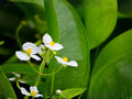 Common Arrowhead Seeds – Heirloom Non-GMO Aquatic Plant for Ponds & Water Gardens – Sagittaria latifolia Native Wetland Plant