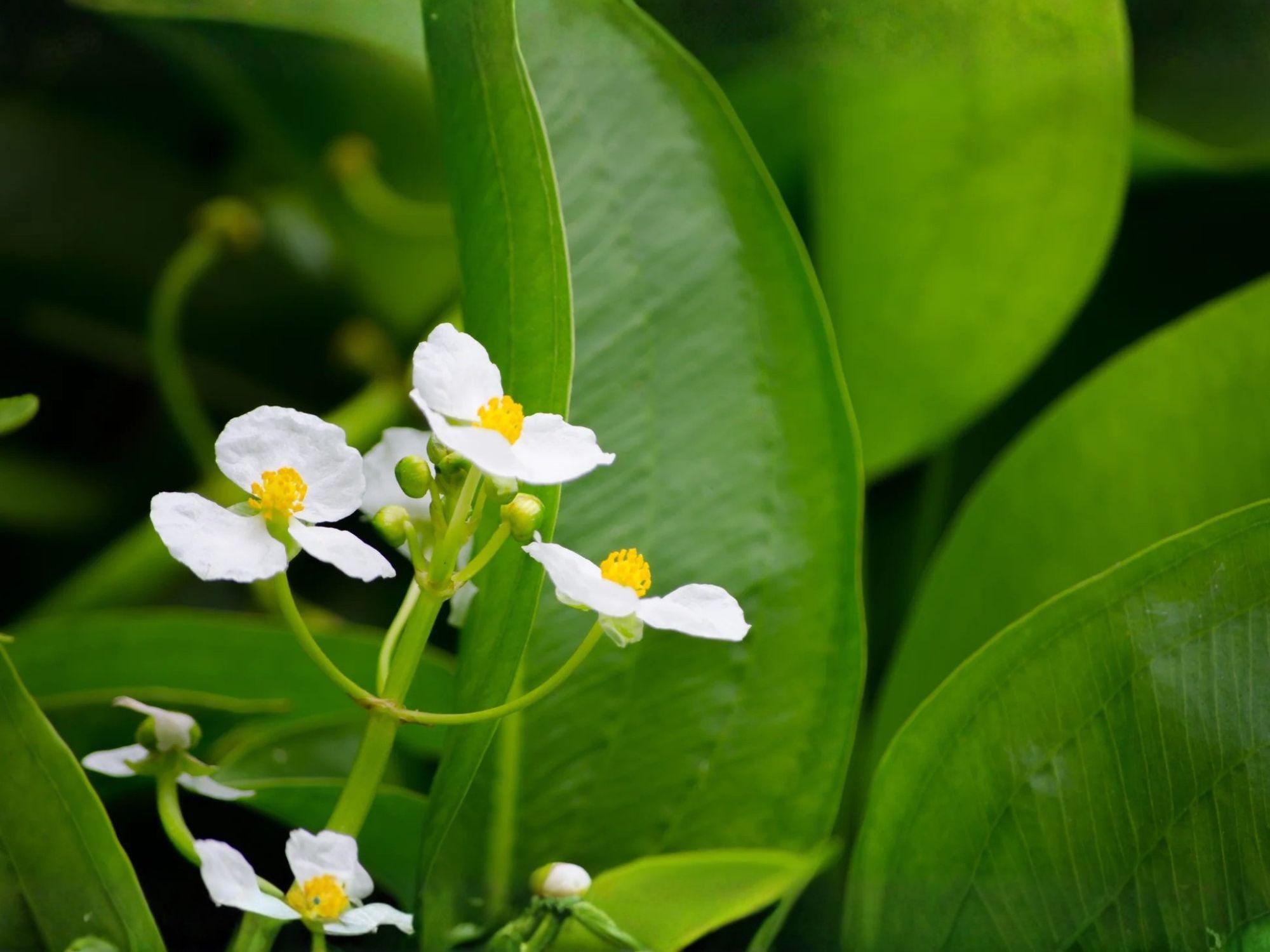 Common Arrowhead Seeds – Heirloom Non-GMO Aquatic Plant for Ponds & Water Gardens – Sagittaria latifolia Native Wetland Plant
