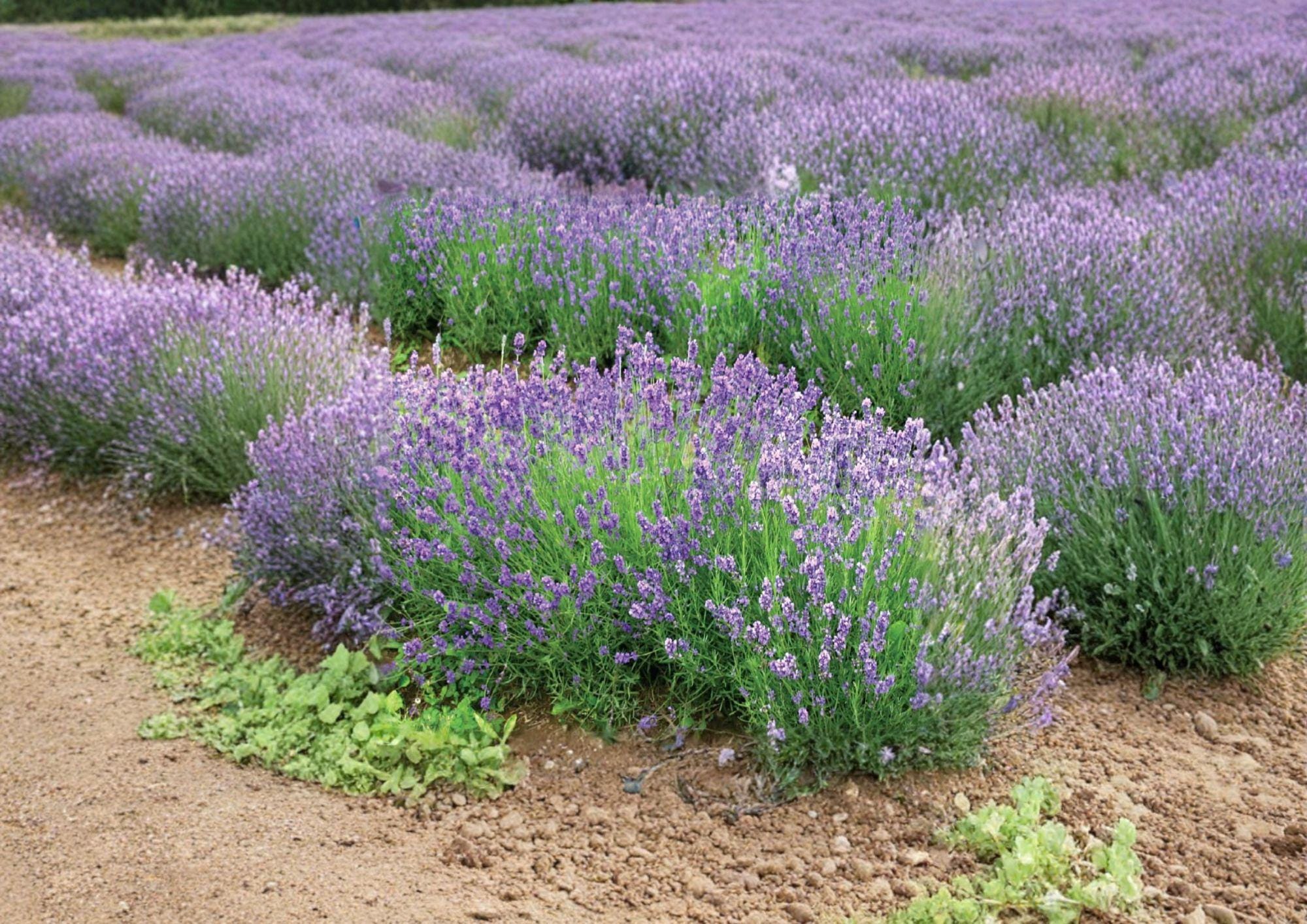 Lavandula Angustifolia Munstead Lavender Seeds – Fragrant Perennial Herb for Cottage Gardens, Pollinators, Dry Landscapes