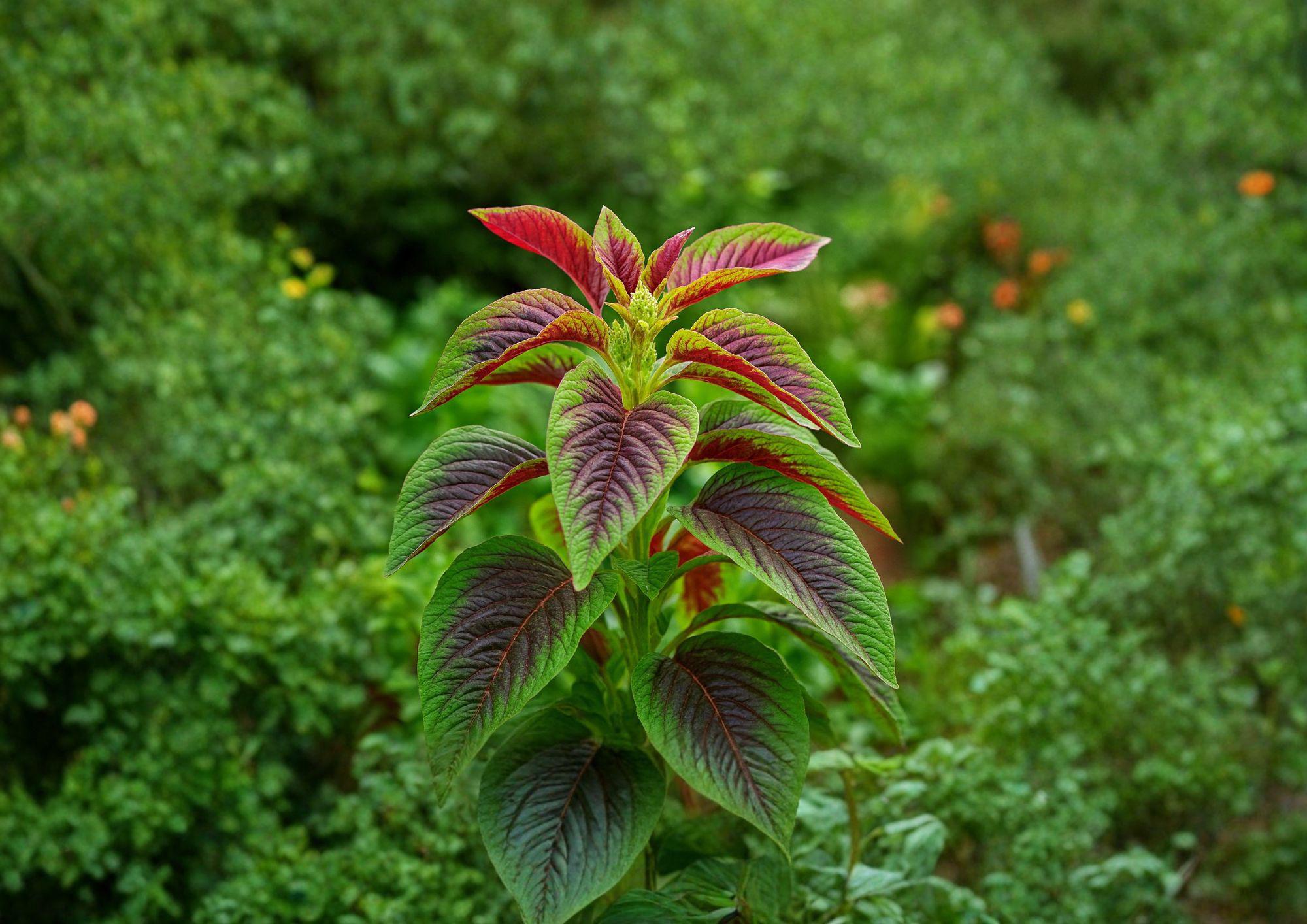 Red Striped Leaf Amaranth Seeds, Ornamental & Edible, Vibrant Foliage, Non-GMO, Garden Bed, Amaranthus cruentus