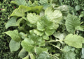 Seven Top Turnip Seeds – Heirloom Leafy Greens for Spring & Fall Gardens, 500 Seeds, Nutritious Tender Greens, Brassica rapa