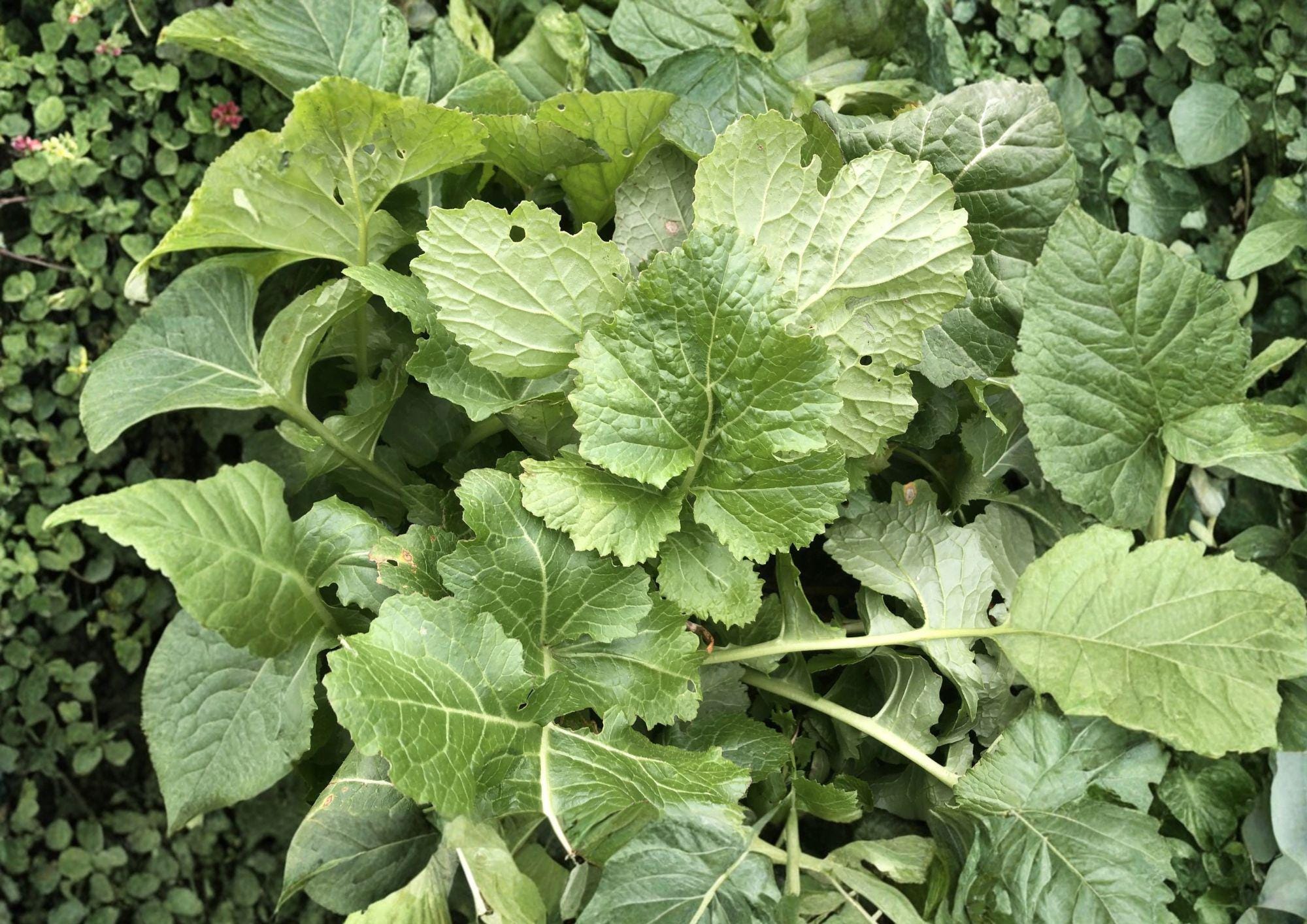 Seven Top Turnip Seeds – Heirloom Leafy Greens for Spring & Fall Gardens, 500 Seeds, Nutritious Tender Greens, Brassica rapa