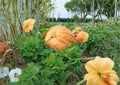 Dills Atlantic Giant Pumpkin Seeds - Heirloom Non-GMO Giant Pumpkin Variety for Record-Breaking Harvests
