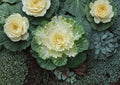 Ornamental Cabbage Seeds - Colorful Foliage Plant for Fall Winter Gardens - Brassica Oleracea, 25 Seeds