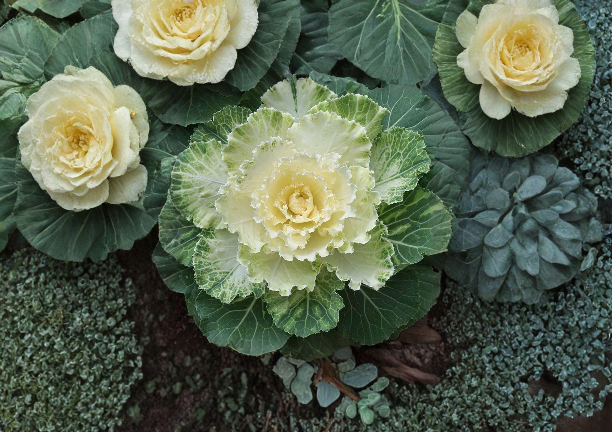 Ornamental Cabbage Seeds - Colorful Foliage Plant for Fall Winter Gardens - Brassica Oleracea, 25 Seeds