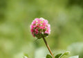Sanguisorba Minor Salad Burnet Seeds – Hardy Culinary Herb with Cucumber Flavor for Herb Gardens & Edible Landscapes, 25 Seeds