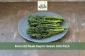 Broccoli Raab Rapini Seeds 300 Pack – Brassica rapa, Leafy Green, Cool Season Vegetable for Garden, Raised Bed, Kitchen Garden