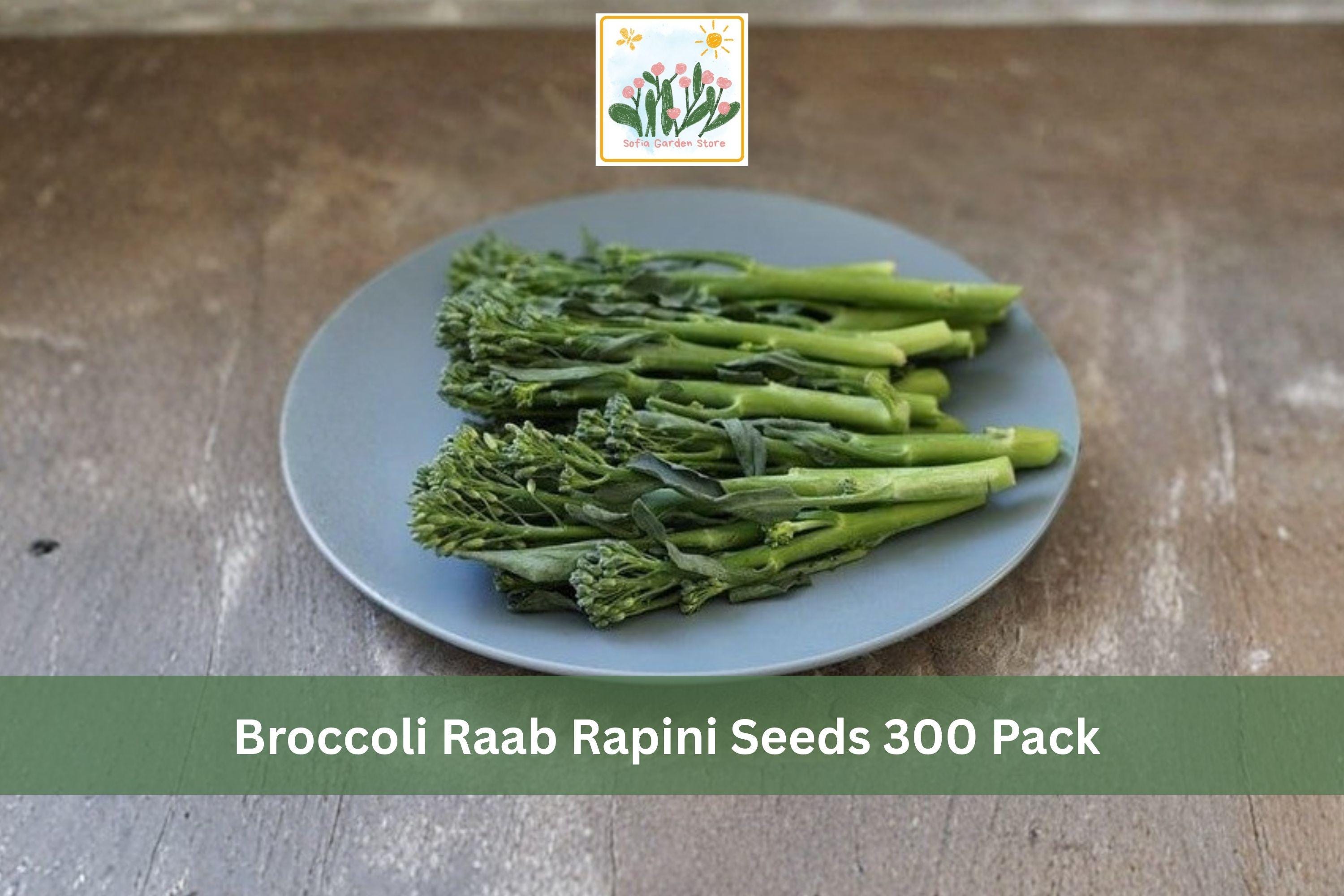 Broccoli Raab Rapini Seeds 300 Pack – Brassica rapa, Leafy Green, Cool Season Vegetable for Garden, Raised Bed, Kitchen Garden
