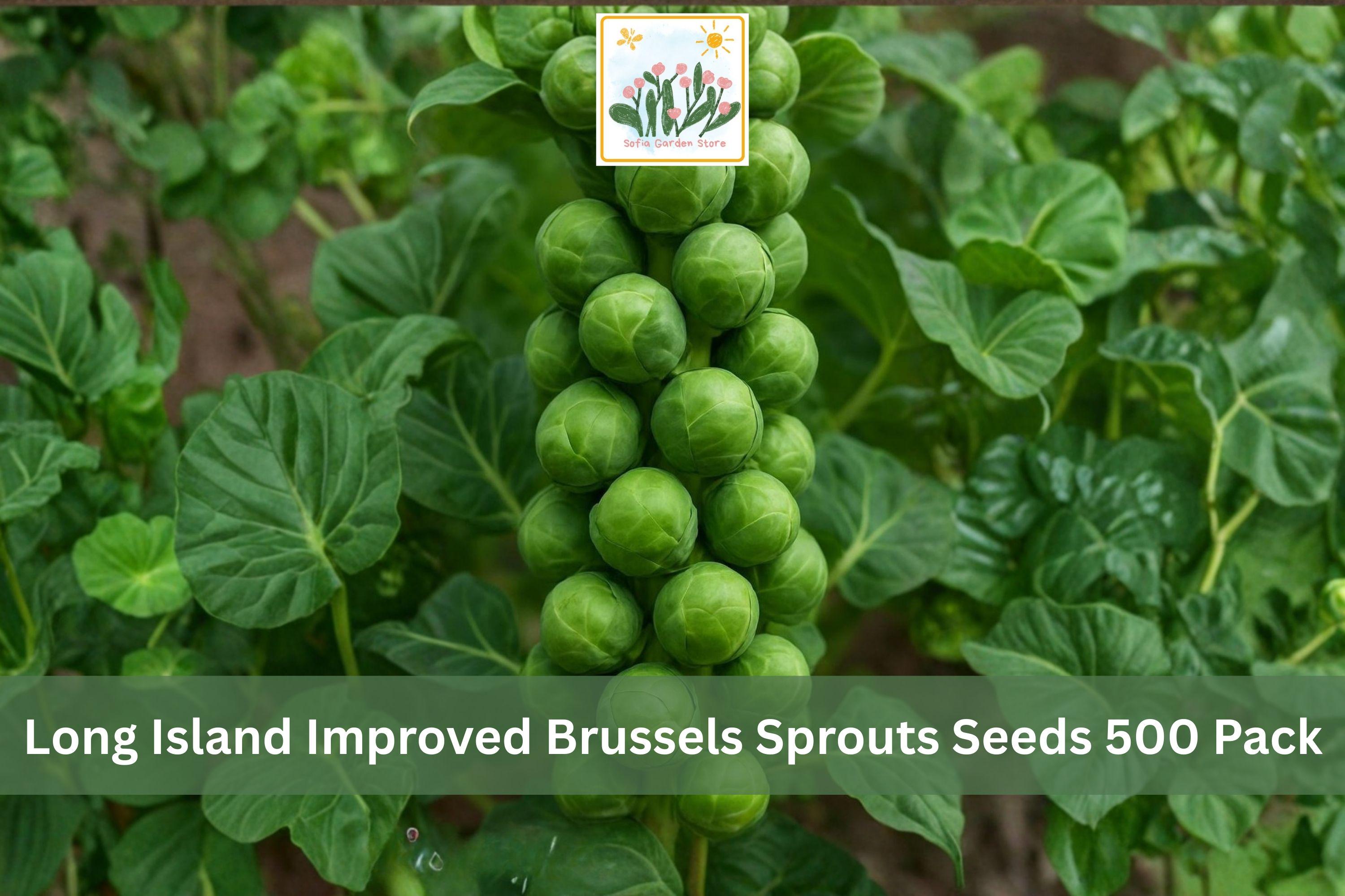 Long Island Improved Brussels Sprouts Seeds 500 Pack | Heirloom Brassica oleracea var. gemmifera for Vegetable Garden, Raised Beds