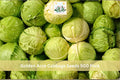 Golden Acre Cabbage Seeds 500 Pack – Brassica oleracea var. capitata, Heirloom, Compact Green Heads, Cool Season Vegetable Seeds