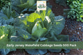 Early Jersey Wakefield Cabbage Seeds 500 Pack – Heirloom Brassica oleracea Vegetable Seeds for Spring & Fall Gardens
