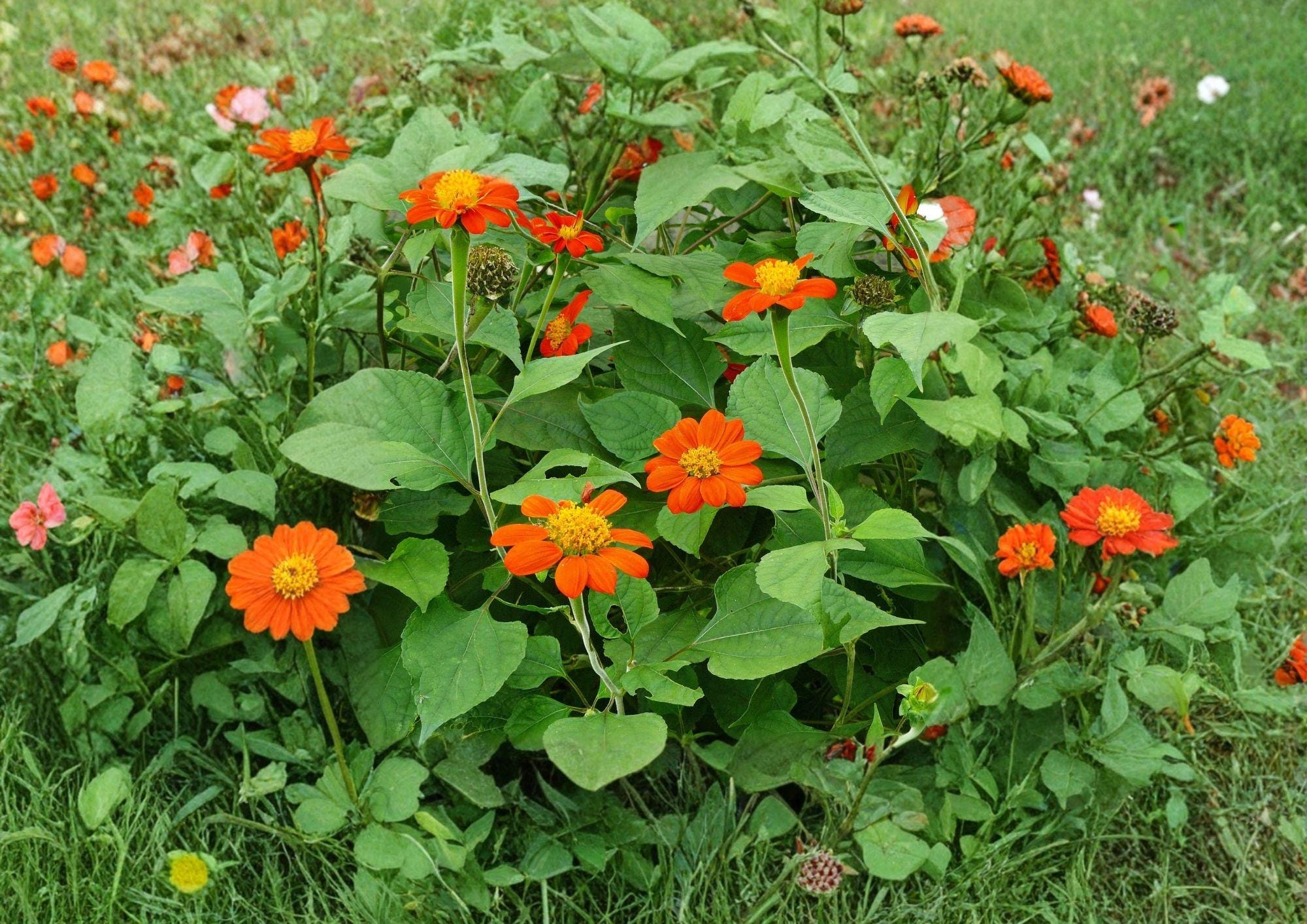Tithonia Rotundifolia Mexican Sunflower Seeds - Bright Orange, Heat Tolerant, Pollinator-Friendly, Summer Annual, 50 Seeds