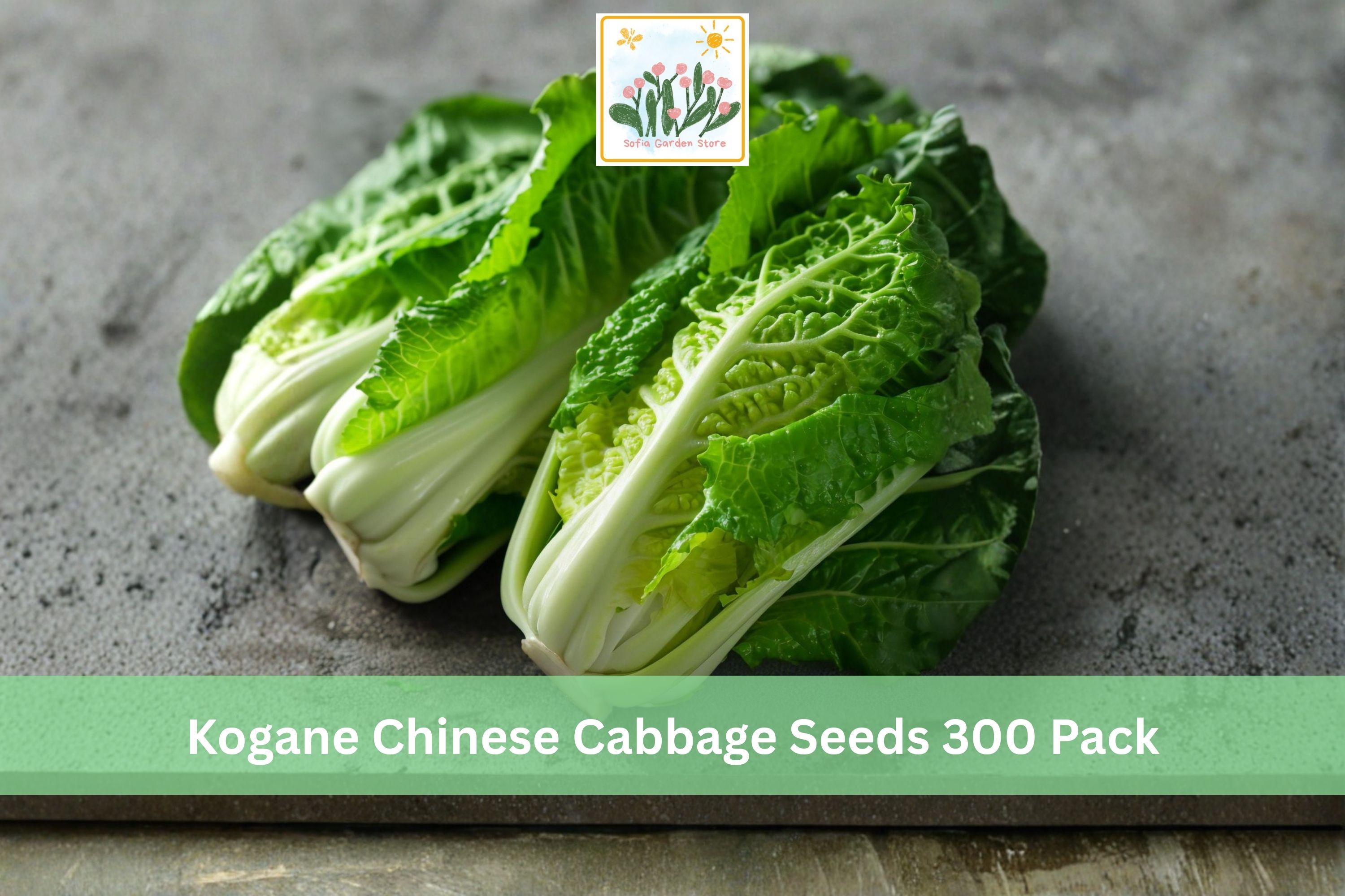 Kogane Chinese Cabbage Seeds 300 Pack – Brassica rapa subsp. pekinensis, Napa Leafy Vegetable for Garden, Cool Season Crop