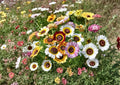 Painted Daisy Seeds | Chrysanthemum carinatum | Colorful Tricolor Wildflower for Gardens & Borders