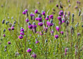 Purple Prairie Clover Seeds - Native Perennial Wildflower for Pollinators & Prairie Gardens - Dalea purpurea, 1000 Seeds