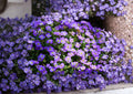 Aubrieta Deltoidea Purple Rockcress Seeds – Perennial Ground Cover with Vibrant Purple Spring Flowers for Rock Gardens and Borders