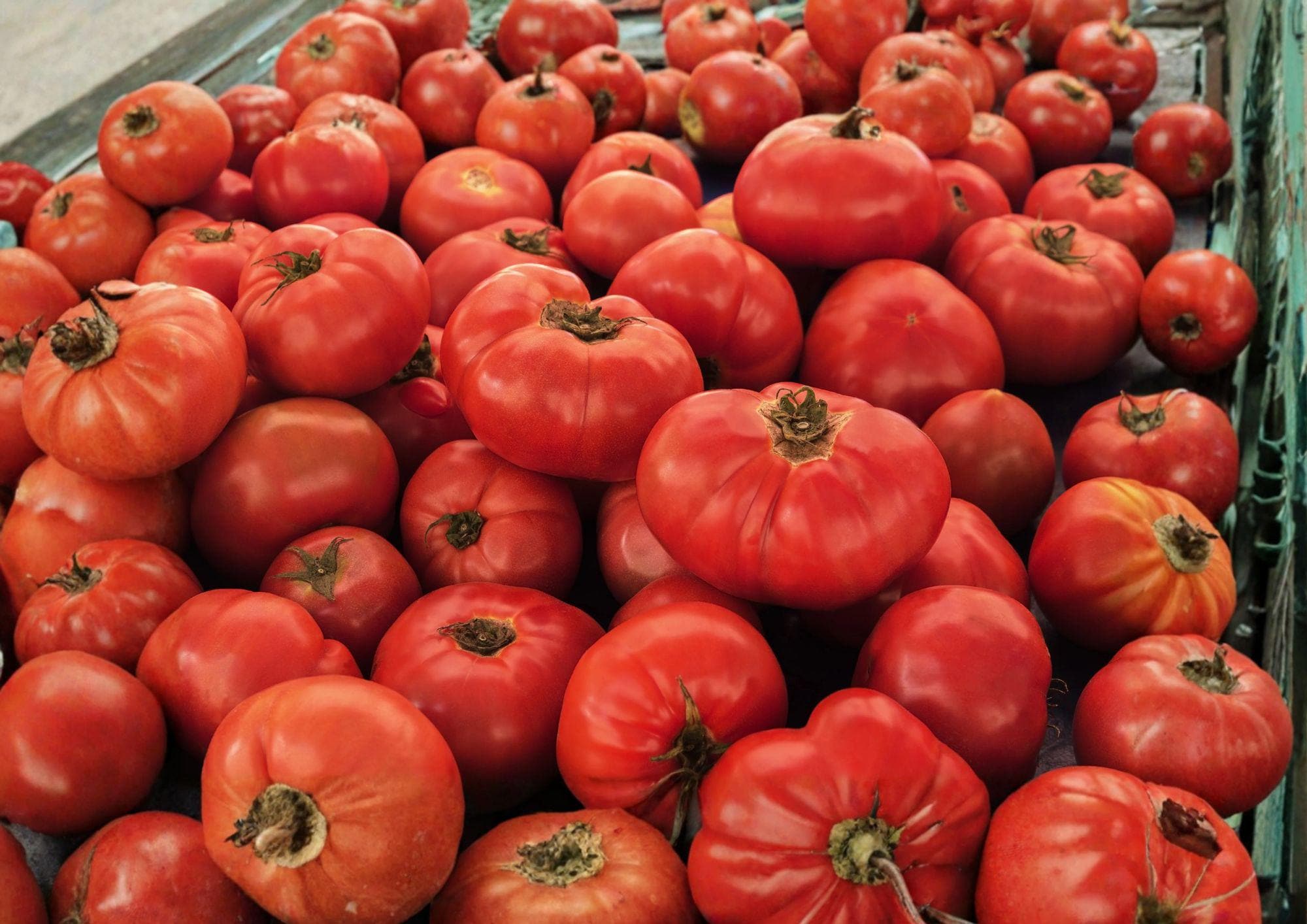 VR Moscow Tomato Seeds – Heirloom Red Slicing Tomatoes, Cold Tolerant, 30 Seeds, Vegetable Plant for Home Garden & Container