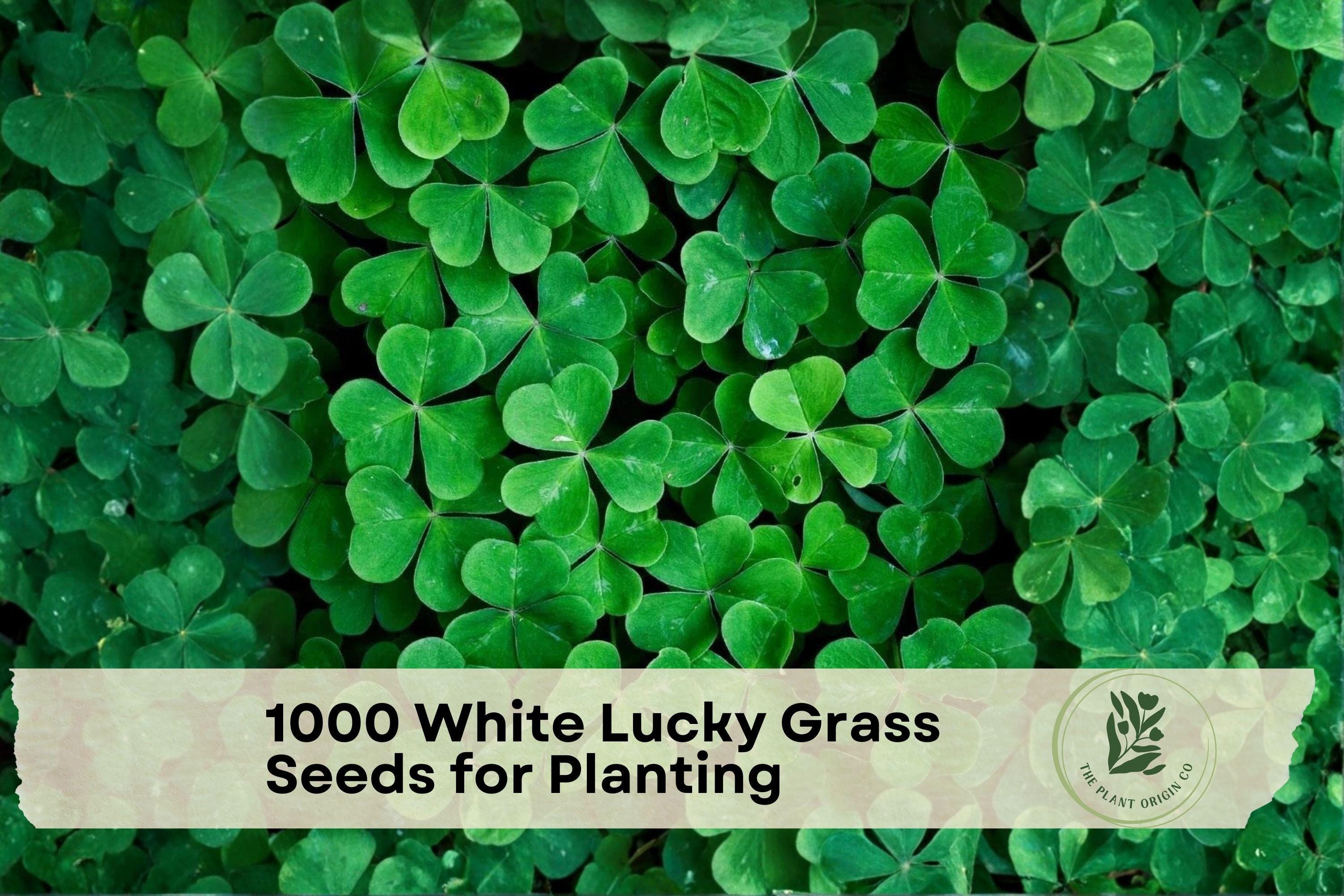 White Clover Seeds 1000 Pack for Lawn, Ground Cover, Pollinator Garden | Trifolium repens