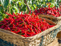 Red Long Cayenne Pepper Seeds – 25 Count, Hot Chili for Drying & Cooking, Capsicum annuum, Fresh or Dried Use