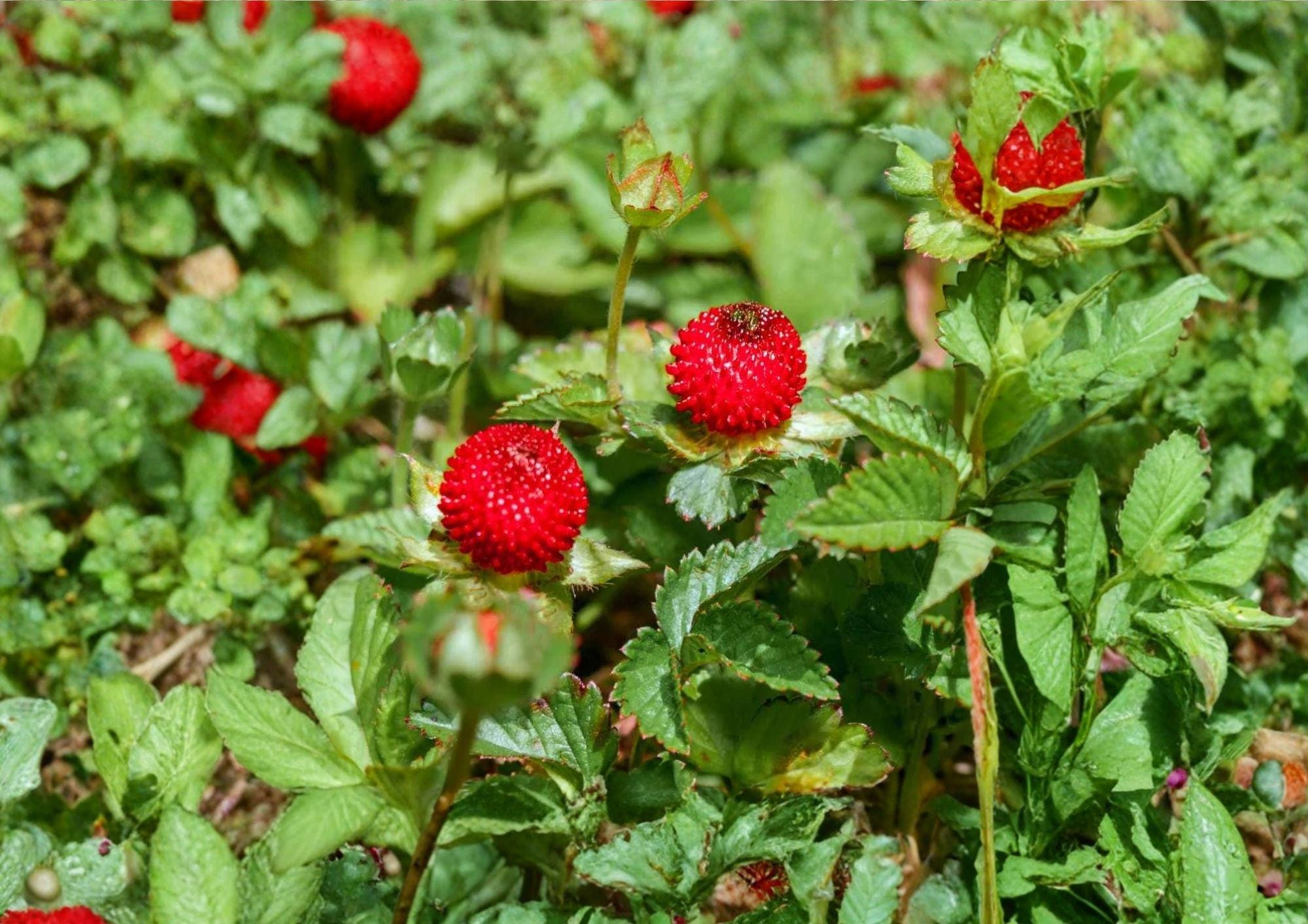 Duchesnea Indica Indian Strawberry Seeds – Groundcover Plant with Red Berries & Yellow Flowers, Hardy Perennial for Gardens & Landscapes