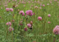 Mammoth Red Clover Seeds | Pollinator-Friendly Legume for Soil Improvement | Trifolium pratense | 1000 Seeds