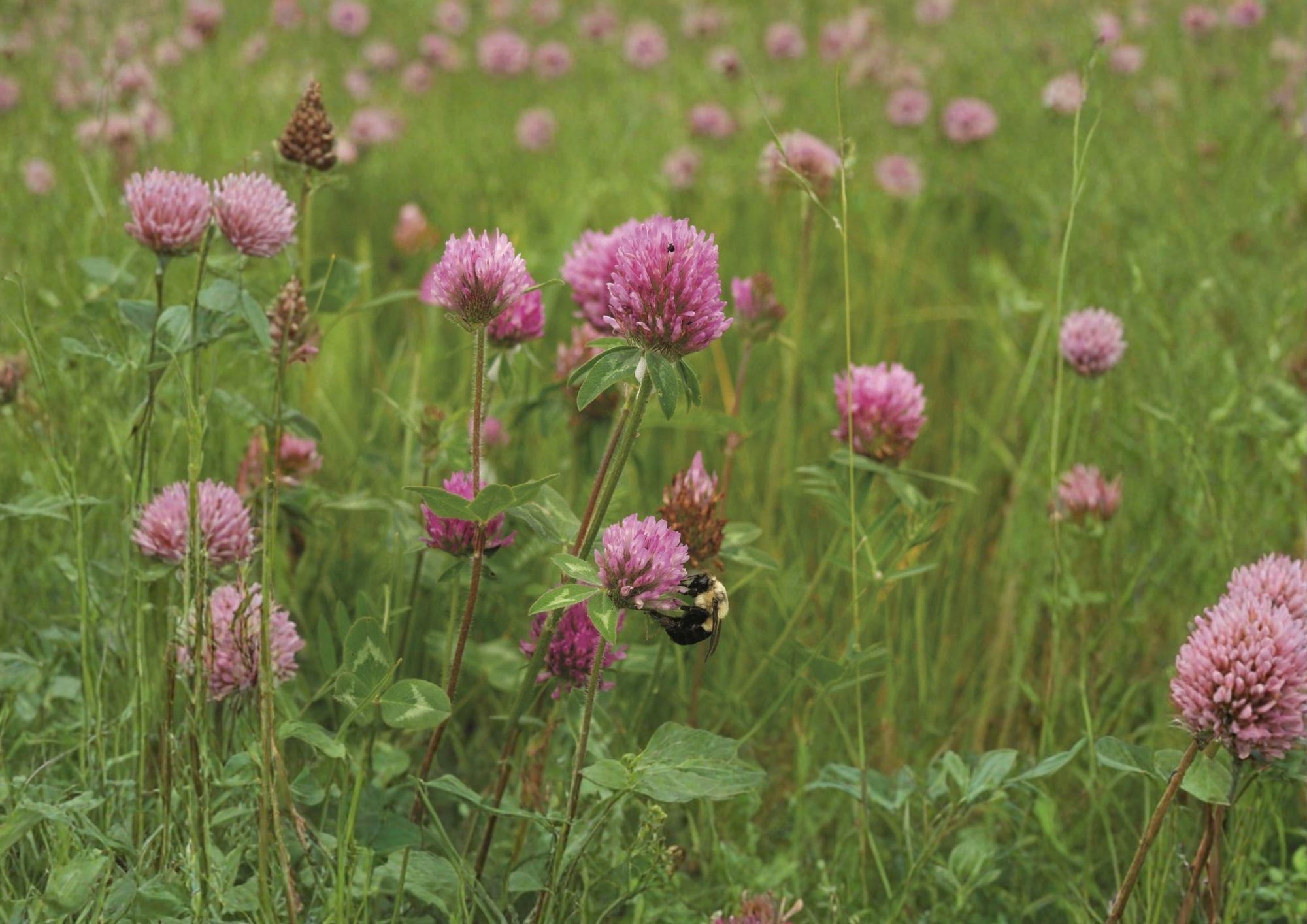 Mammoth Red Clover Seeds | Pollinator-Friendly Legume for Soil Improvement | Trifolium pratense | 1000 Seeds