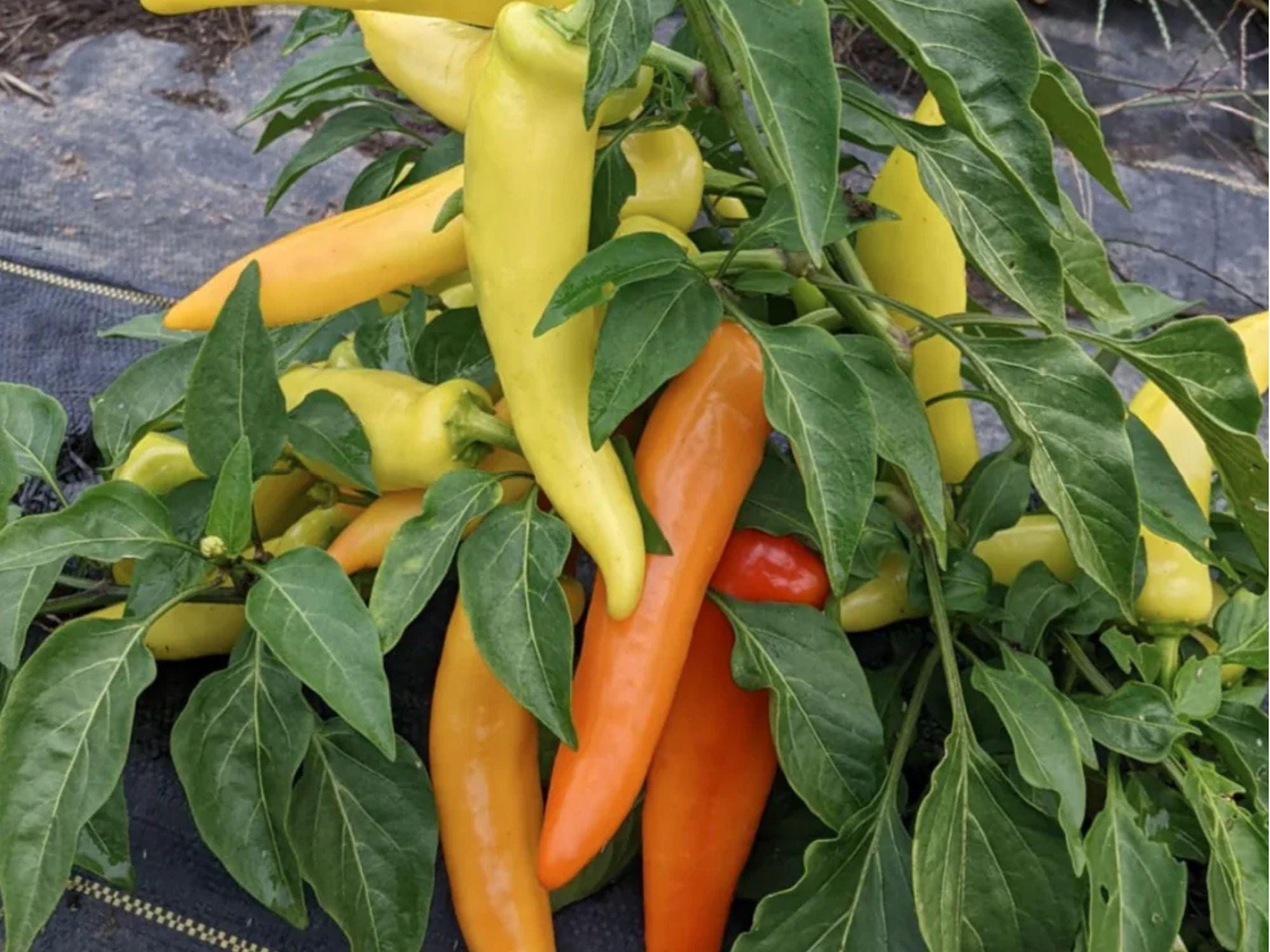 Hungarian Yellow Wax Pepper Seeds – Hot Banana Type, 25 Non-GMO Seeds, Bright Yellow Peppers for Frying, Pickling & Fresh Use
