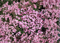 Gypsophila Repens Rose Pink Seeds - Perennial Ground Cover for Rock Gardens, Borders & Cottage Gardens