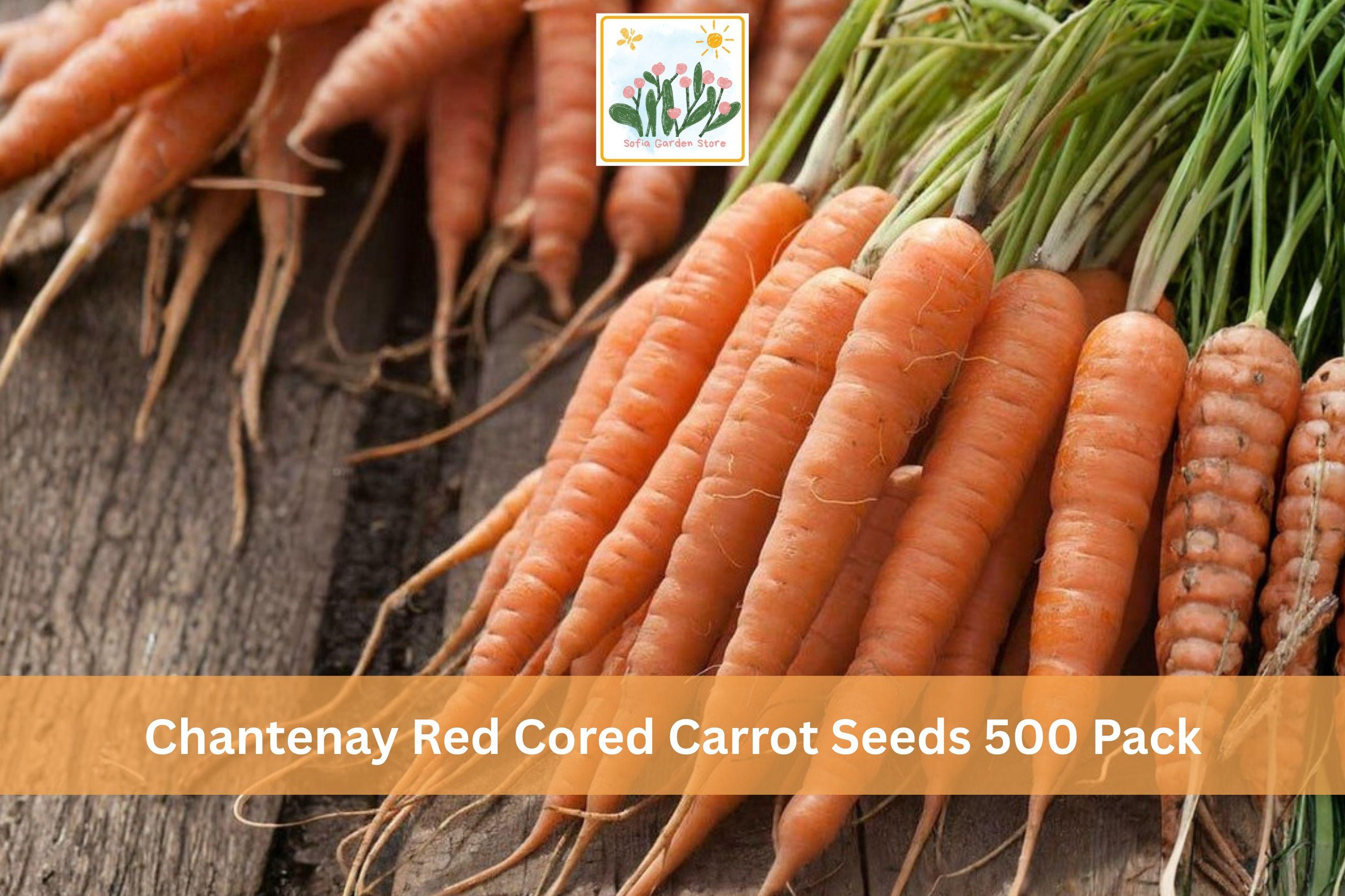 Chantenay Red Cored Carrot Seeds – 500 Pack, Heirloom Root Vegetable, Short Orange Roots, Daucus carota subsp. sativus
